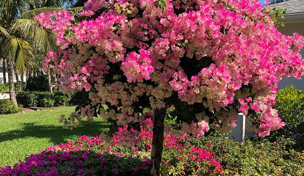 Springtime in Southwest Florida is time to get ready for home watch